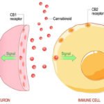 The endocannabinoid system is very intricate, and imperative in the process of maintaining homeostasis.