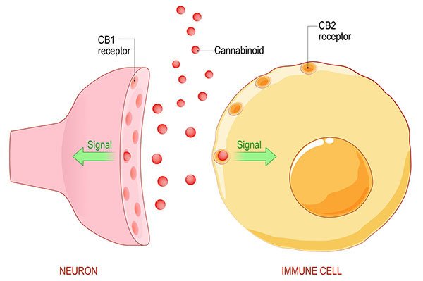 The endocannabinoid system is very intricate, and imperative in the process of maintaining homeostasis.